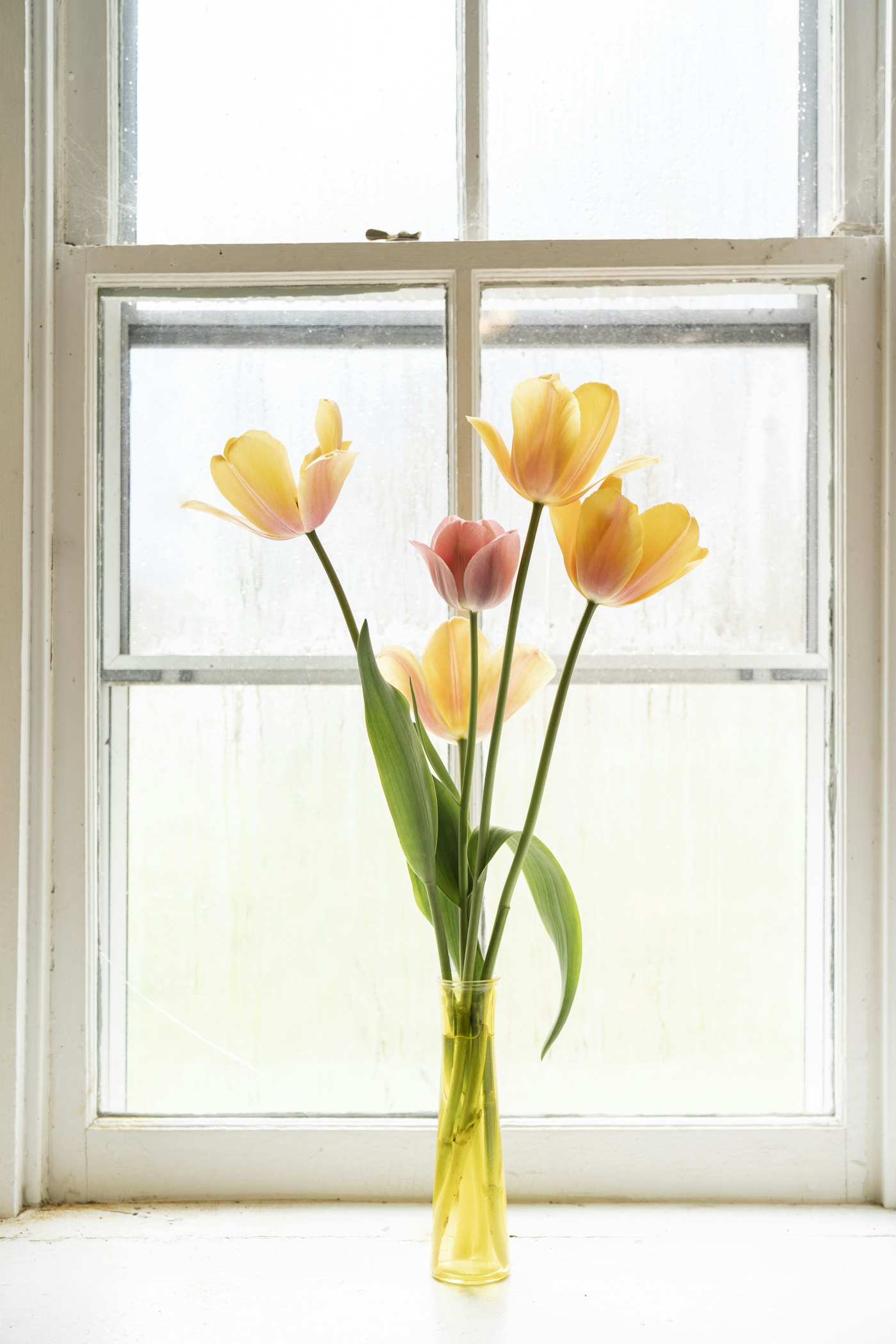 Okenný parapet s kyticou tulipánov